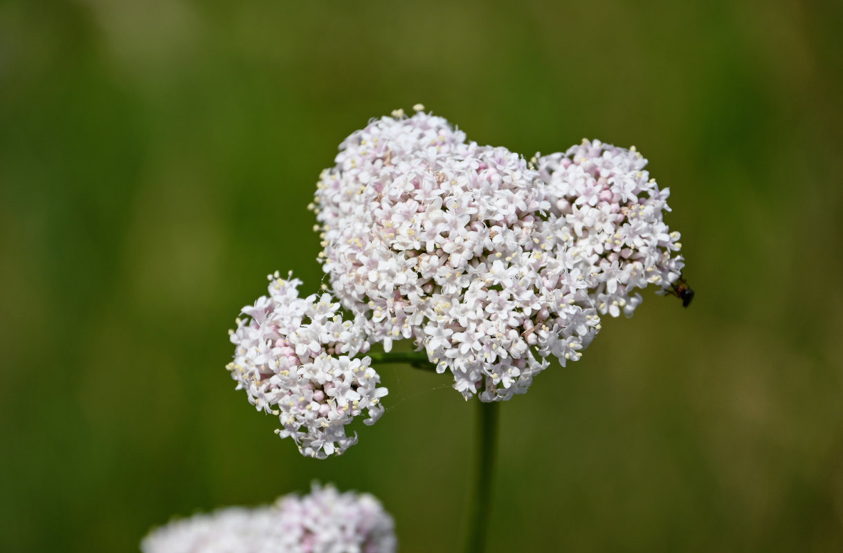 Image of genus Valeriana specimen.