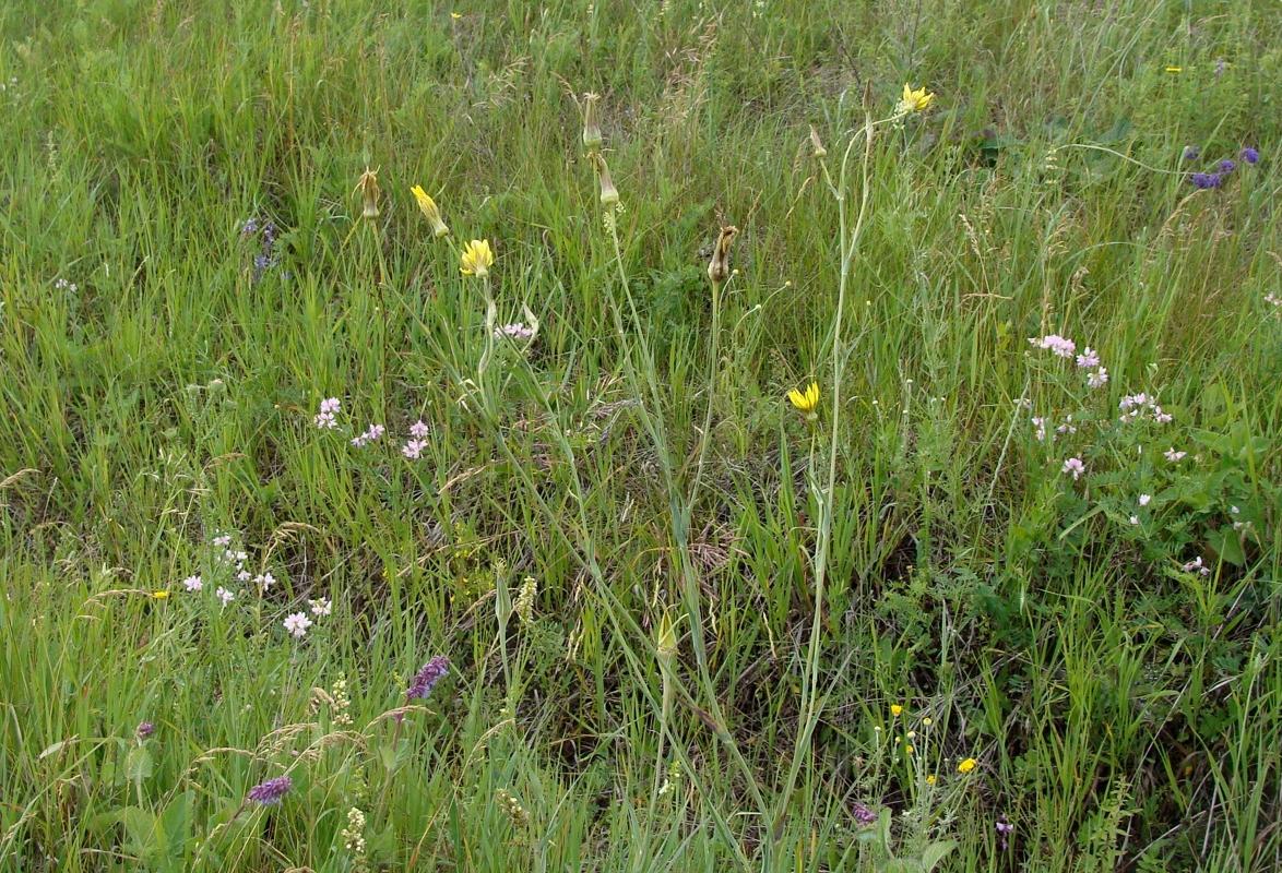 Изображение особи род Tragopogon.