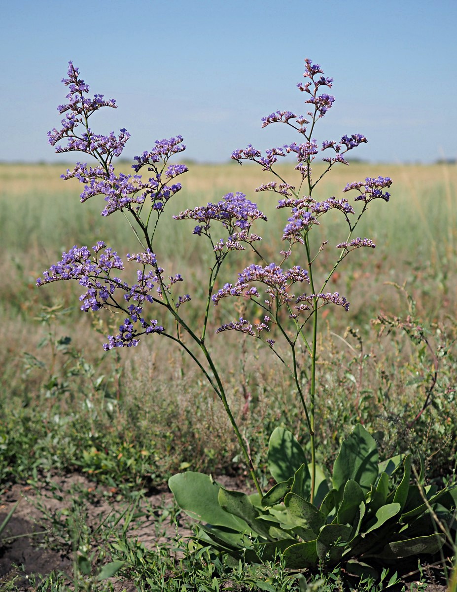 Изображение особи Limonium gmelinii.