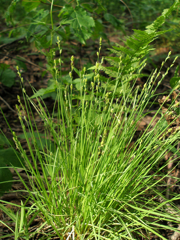 Изображение особи Carex canescens.