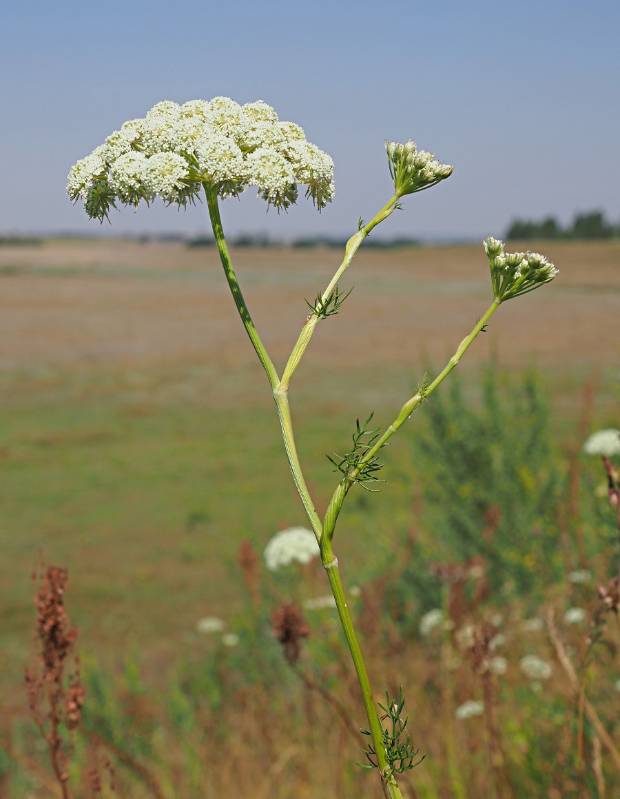 Image of Seseli annuum specimen.