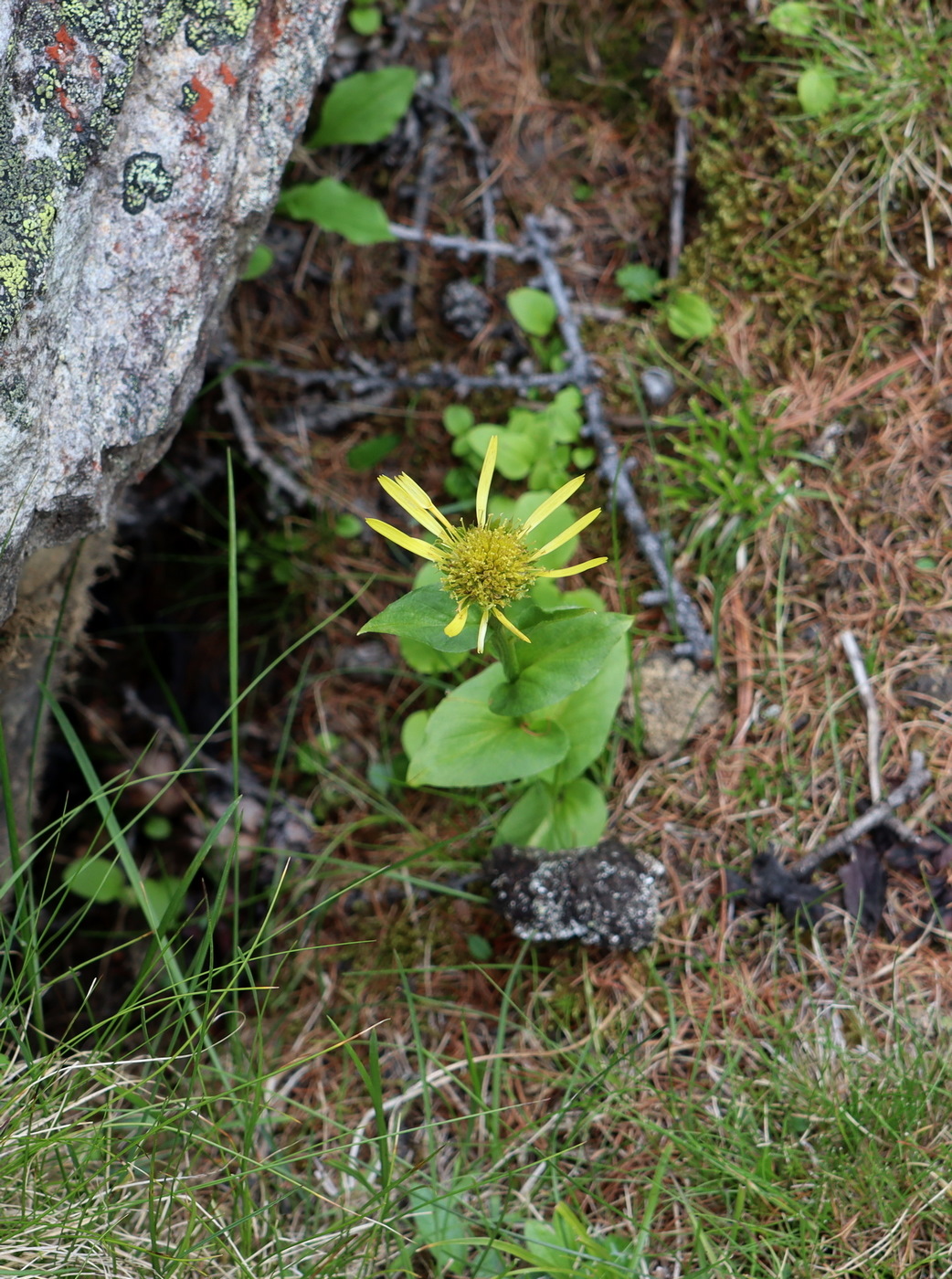 Изображение особи Doronicum altaicum.