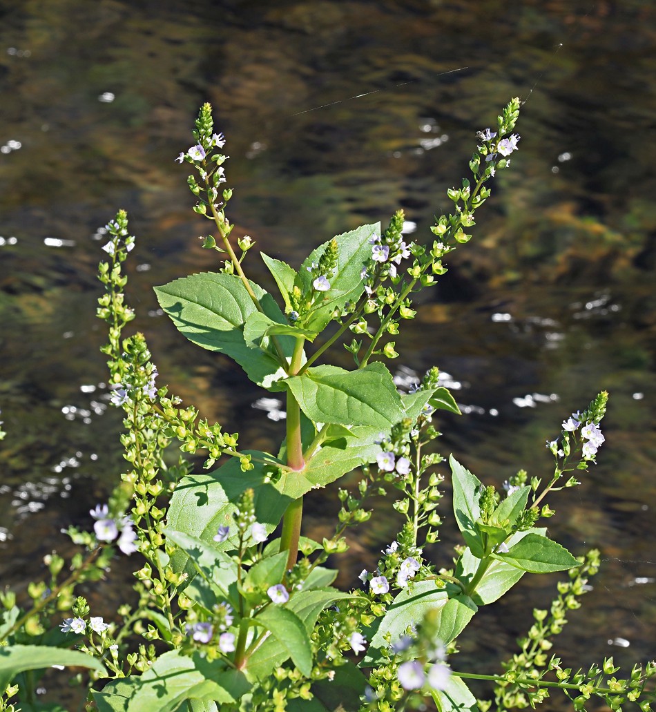 Image of Veronica anagallis-aquatica specimen.