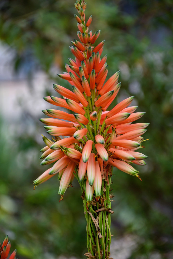 Image of Aloe arborescens specimen.