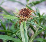 Inula ensifolia