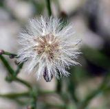 Symphyotrichum graminifolium