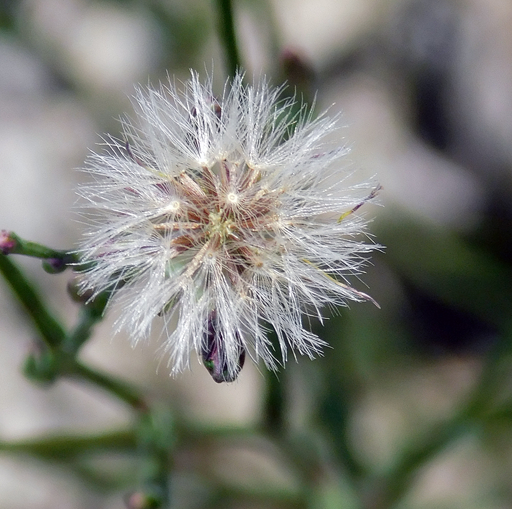 Изображение особи Symphyotrichum graminifolium.