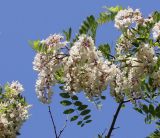 Robinia pseudoacacia. Соцветия и листья. Краснодарский край, Анапский муниципалитет, г. Анапа, Детский парк, берег р. Анапка. 31.05.2021.