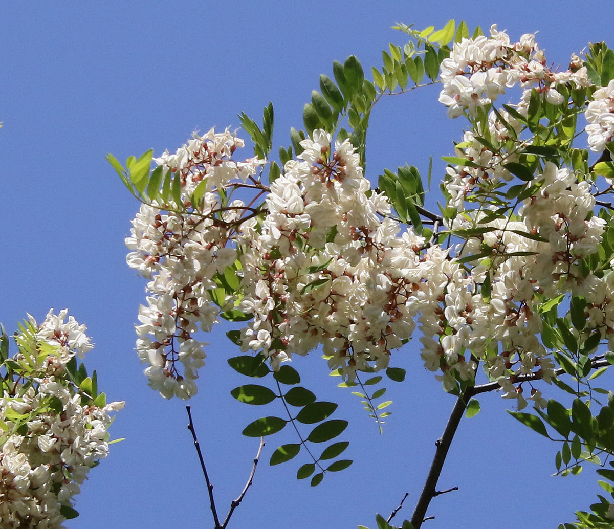 Image of Robinia pseudoacacia specimen.