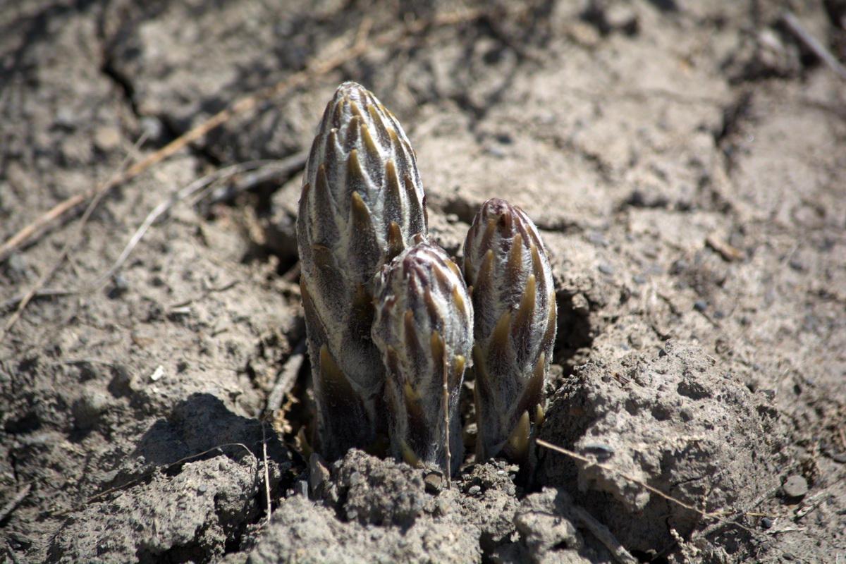 Image of Cistanche fissa specimen.