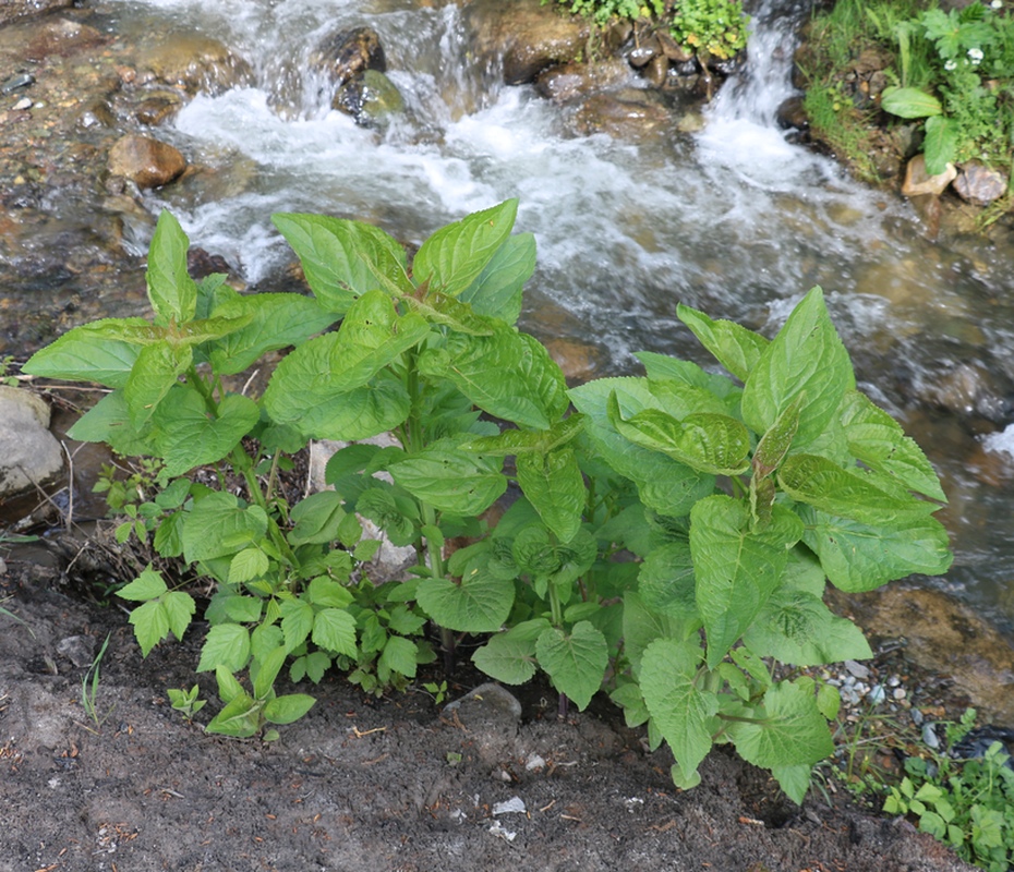 Изображение особи Scrophularia nodosa.