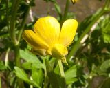 Ranunculus repens. Цветок. Краснодарский край, Крымский р-н, окр. хут. Гапоновского, берег реки Псыж. 01.05.2017.