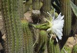 Trichocereus spachianus. Часть побега и верхушка побега с цветком. Испания, автономное сообщество Каталония, провинция Жирона, комарка Баш-Эмпорда, муниципалитет Палафружель, ботанический сад \"Кап-Роч\". 04.06.2023.