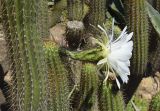 Trichocereus spachianus