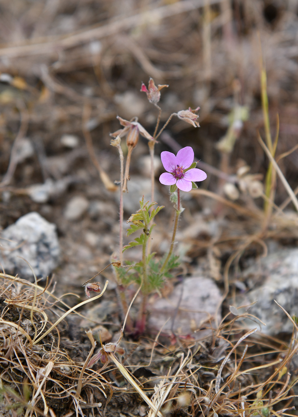 Изображение особи Erodium cicutarium.