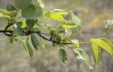 Rhamnus cathartica. Верхушка цветущей веточки (видна абаксиальная поверхность листьев). Пермский край, Кунгурский р-н, окр. дер. Дейково, окр. ур. Греховская гора, крутой склон. 21.05.2023.