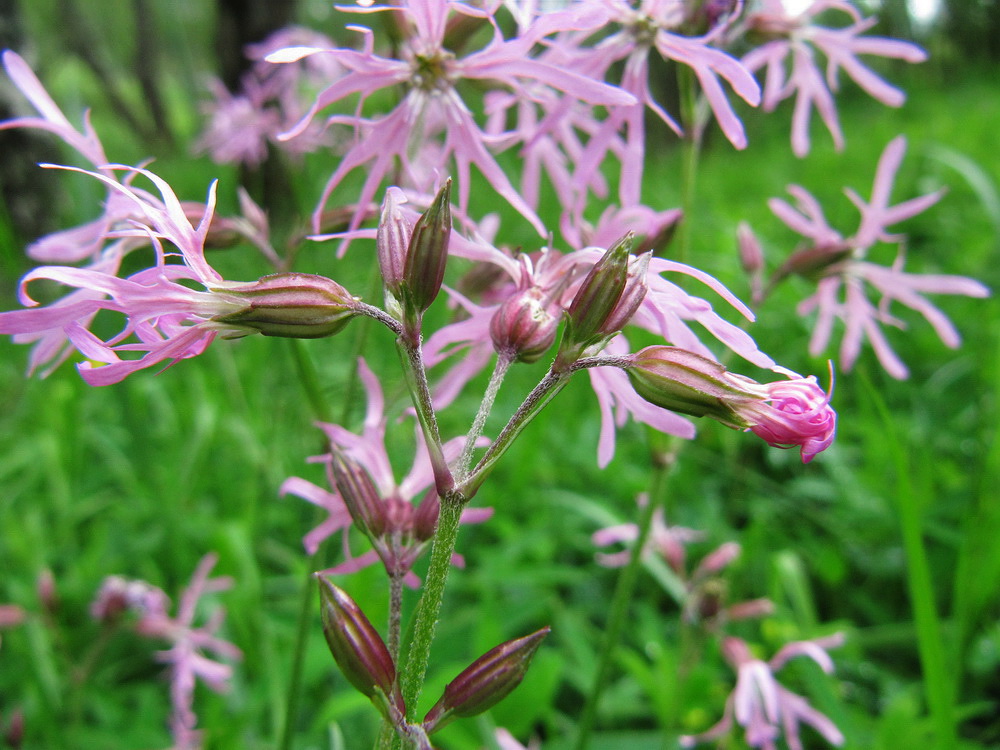 Изображение особи Coccyganthe flos-cuculi.