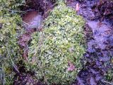 View full-size image Adiantum capillus-veneris