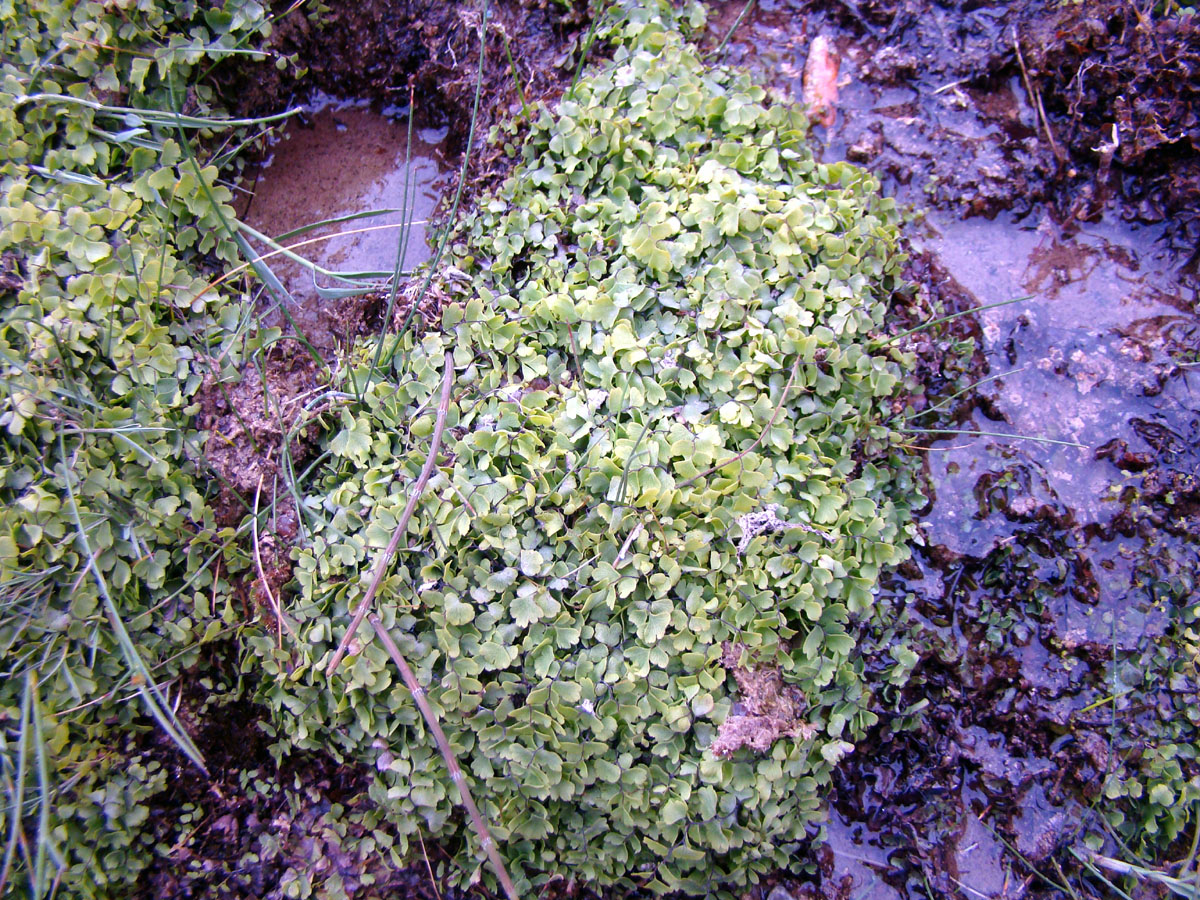 Image of Adiantum capillus-veneris specimen.