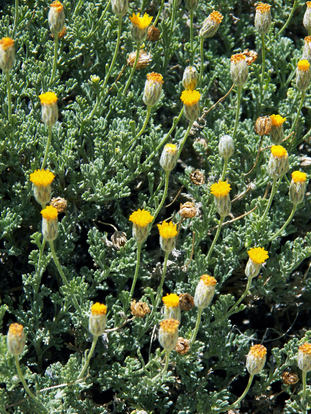 Изображение особи Xylanthemum pamiricum.