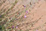 Astragalus sogotensis