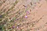 Astragalus sogotensis