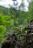 Veronica spicata. Бутонизирующее растение. Свердловская обл., Краснотурьинский ГО, долина р. Каква, верхушка Гришкина Камня, опушка соснового леса. 10 июня 2023 г.