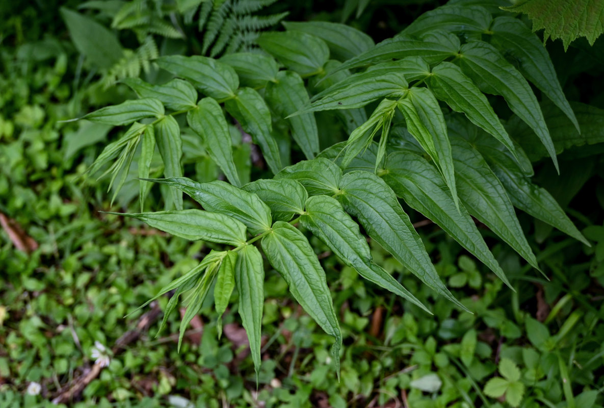 Изображение особи Gentiana schistocalyx.