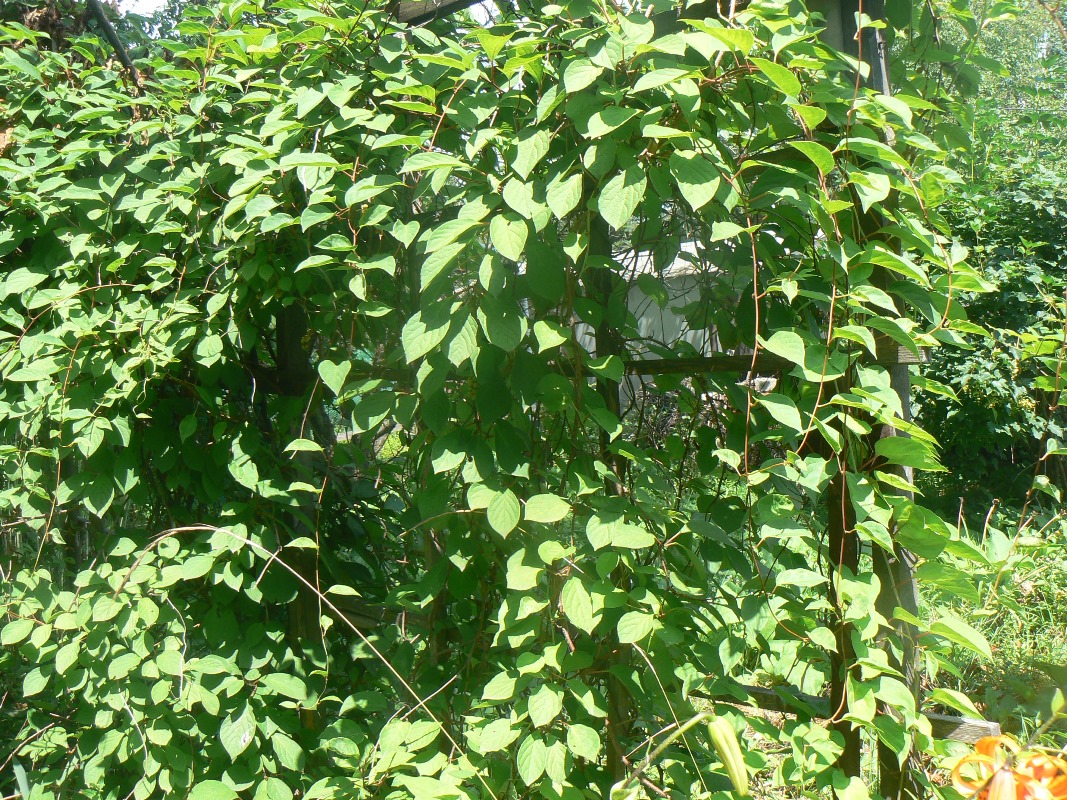 Image of Actinidia kolomikta specimen.