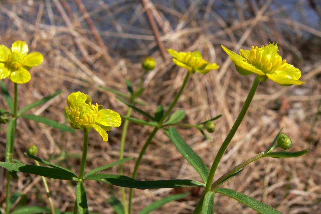 Image of Ranunculus monophyllus specimen.