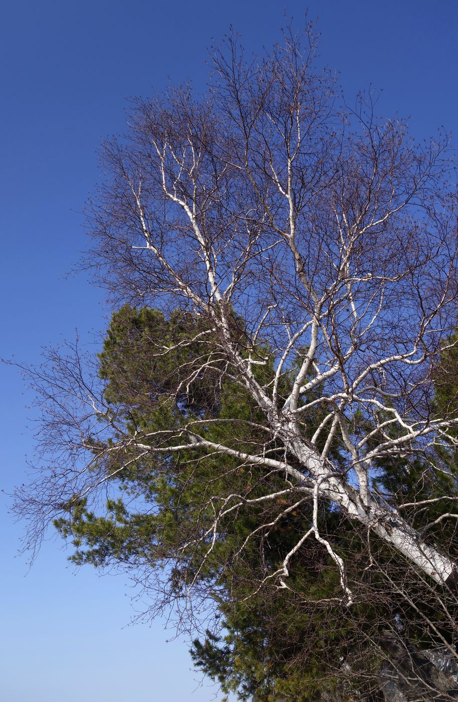 Изображение особи Betula platyphylla.