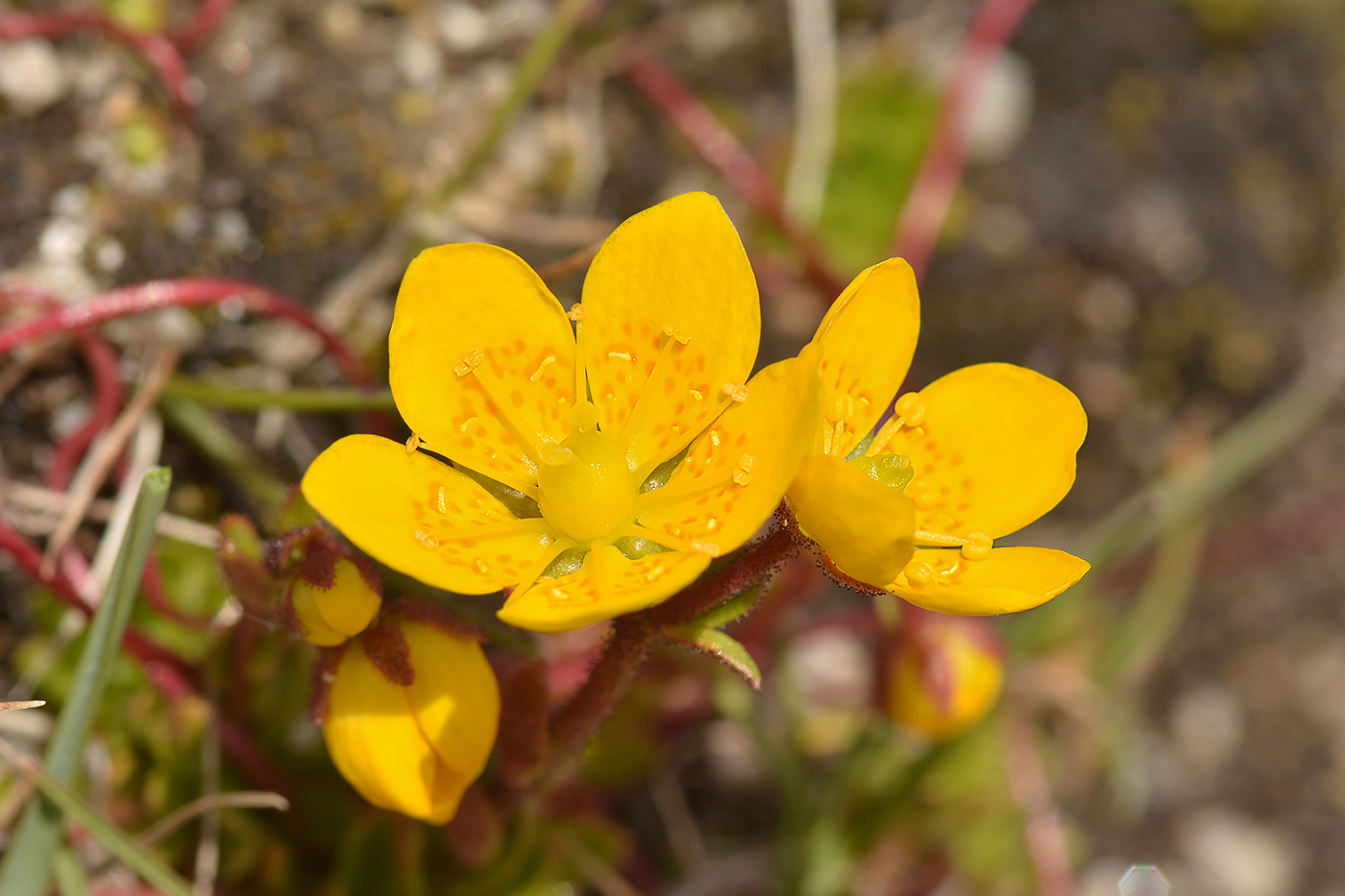 Image of Saxifraga flagellaris specimen.