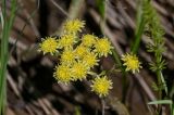 Petasites radiatus. Соцветия. Хакасия, Орджоникидзевский р-н, долина р. Сарала, у воды. 09.06.2022.