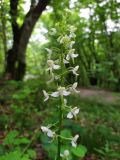 Platanthera bifolia. Соцветие. Краснодарский край, городской округ Сочи, Адлерский р-н, окр. с. Казачий Брод, широколиственный лес. 23.05.2023.