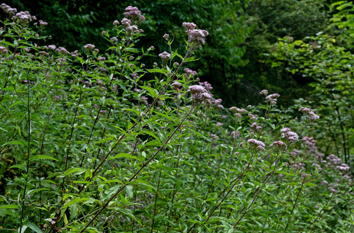 Изображение особи Eupatorium cannabinum.