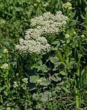 Cardaria draba