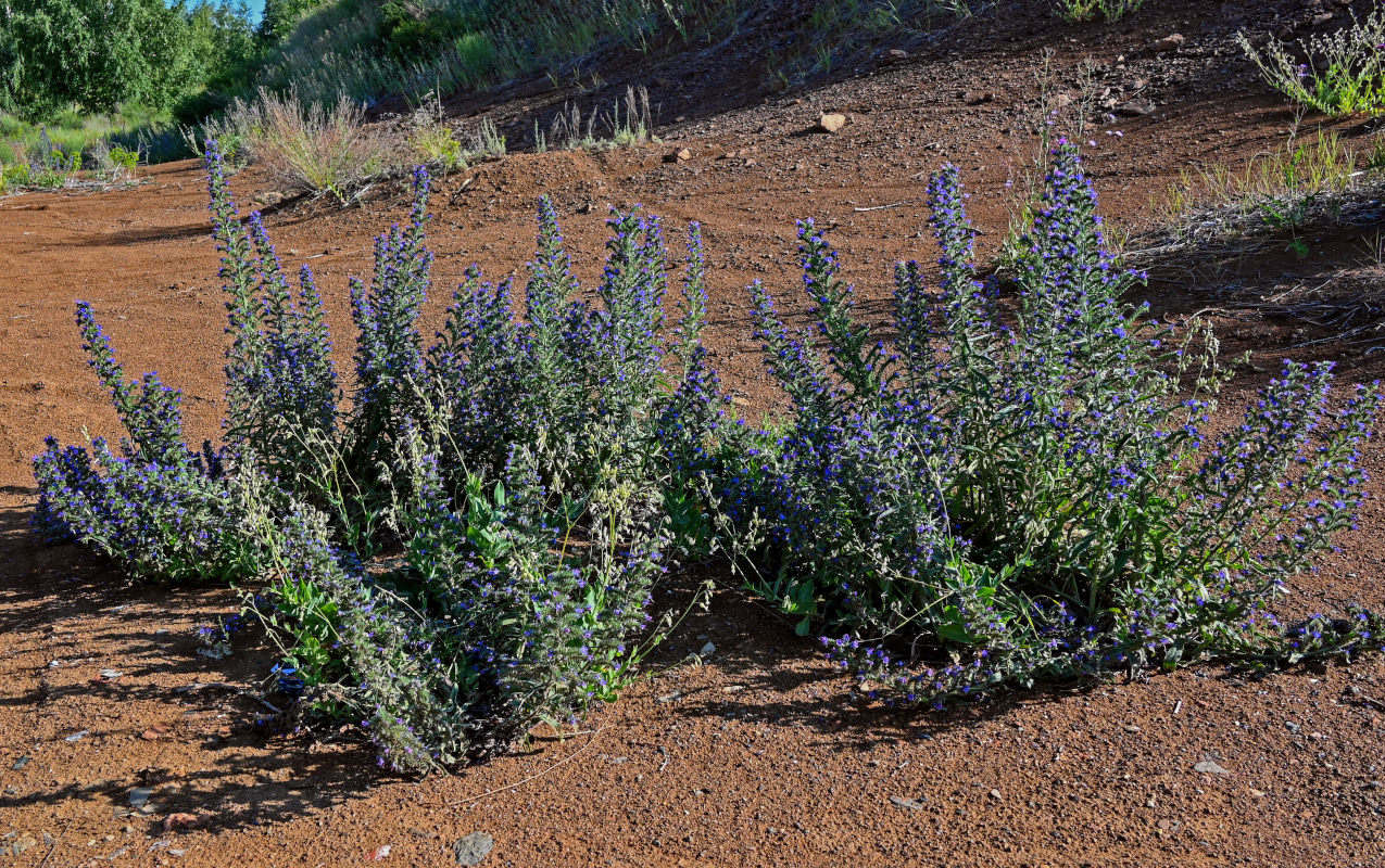 Изображение особи Echium vulgare.