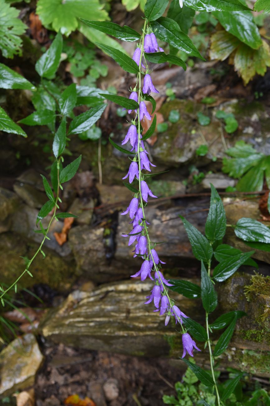 Image of Campanula rapunculoides specimen.