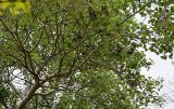 Populus alba. Часть ветви. Дагестан, Кумторкалинский р-н, долина р. Шураозень, берег реки. 30.04.2022.