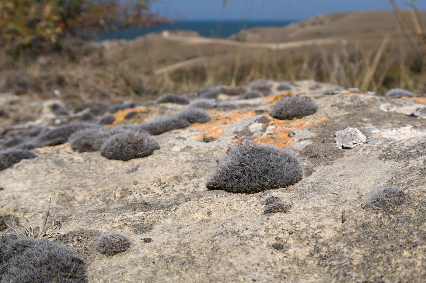 Image of Grimmia pulvinata specimen.