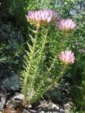 Pseudosedum lievenii