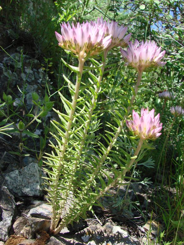 Изображение особи Pseudosedum longidentatum.