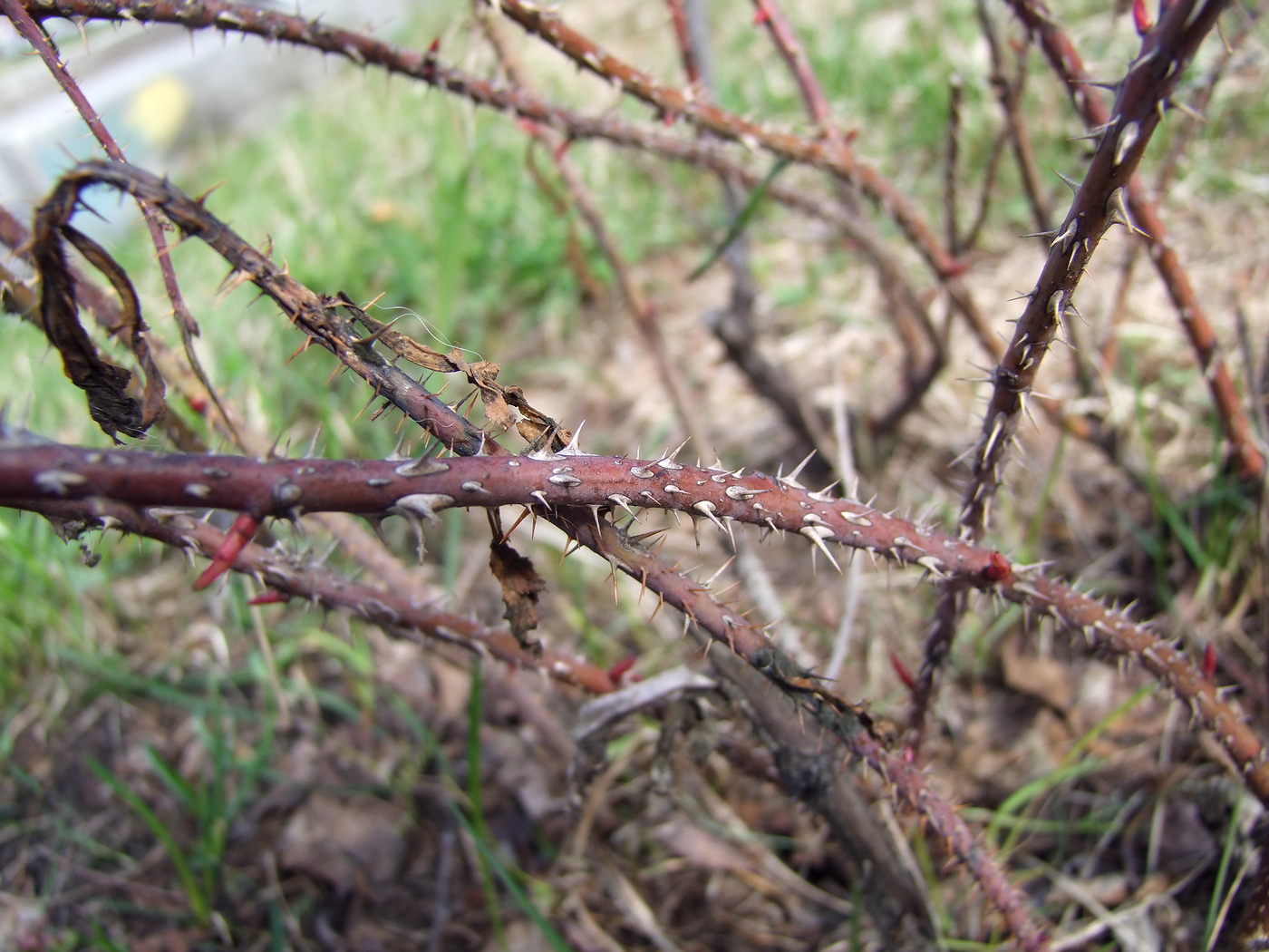 Image of Rosa glauca specimen.