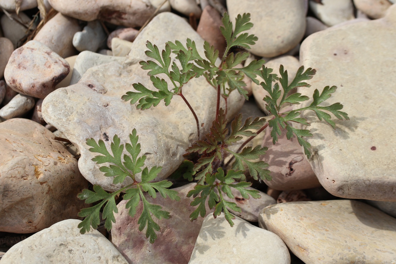 Изображение особи Geranium robertianum.