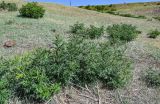 Urtica cannabina