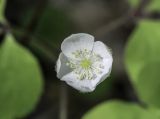 Anemone udensis