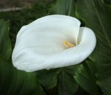 Zantedeschia aethiopica. Соцветие. Абхазия, Гагрский р-н, с. Лдзаа, озеленение. 11.04.2024.