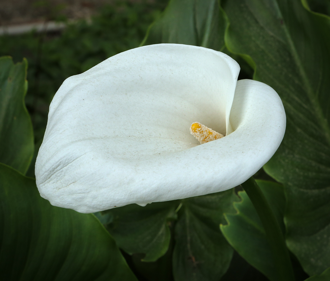 Image of Zantedeschia aethiopica specimen.