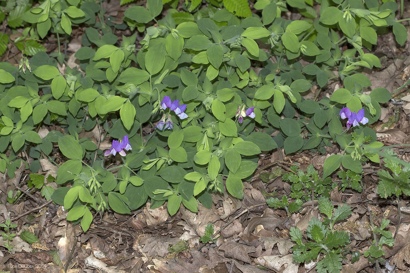 Изображение особи Lathyrus laxiflorus.