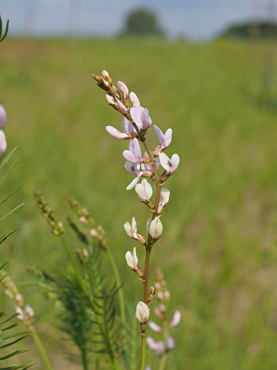 Image of Astragalus sulcatus specimen.
